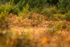 Cerf élaphe