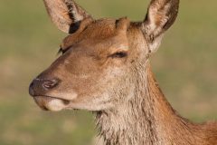 Cerf élaphe