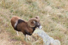 Mouflon méditerranéen