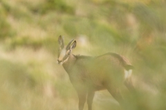 Chamois