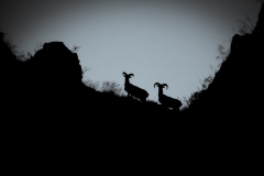 Mouflons méditerranéens