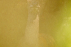 Biche