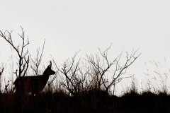 Chamois
