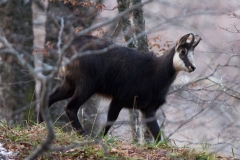 Chamois