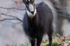 Chamois
