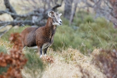 Mouflon méditerranéen