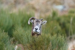 Mouflon méditerranéen