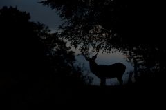 Cerf élaphe