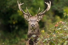 Cerf élaphe