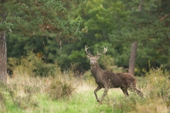Cerf élaphe