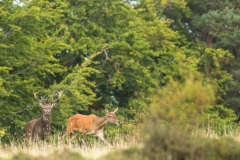 Cerf élaphe et biche