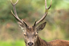 Cerf élaphe