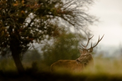Cerf élaphe