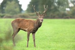 Cerf élaphe