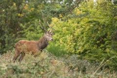 Cerf élaphe