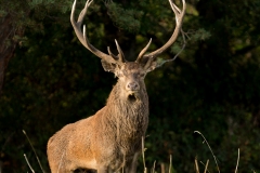 Cerf élaphe