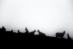 Conversation sur la crête - Chamois