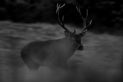 Cerf élaphe