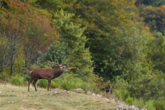 Cerf élaphe