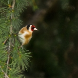 Chardonneret élégant