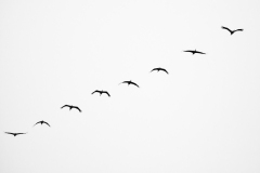 Grues cendrées