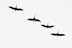 Grues cendrées