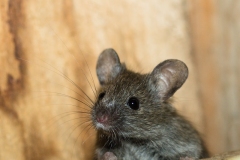 Souris grise