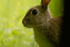 Lapin de garenne