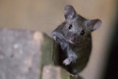 Souris grise