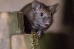 Souris grise