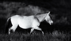 Cheval de Przewalski