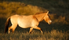 Cheval de Przewalski