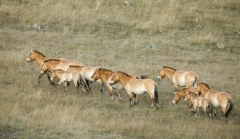 Chevaux de Przewalski