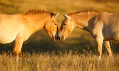 Chevaux de Przewalski