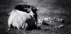 Cheval de Przewalski