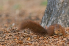Ecureuil roux