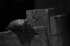 Souris grise