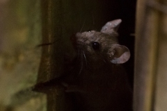 Souris grise