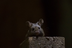 Souris grise