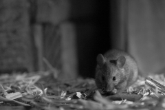 Souris grise