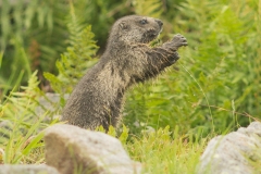 Marmottes des Alpes