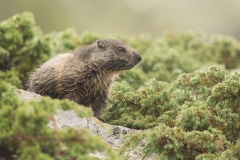 Marmottes des Alpes