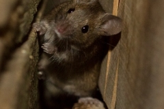 Souris grise