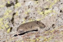 Campagnol des neiges