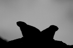 Marmottes des Alpes