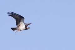 Balbuzard pêcheur