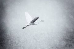 Grande aigrette