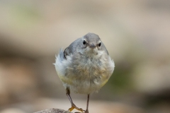 Bergeronnette des ruisseaux