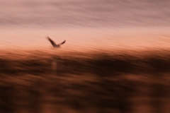 11102011-_mg_9207