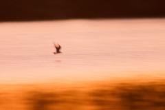 11102011-_mg_9219